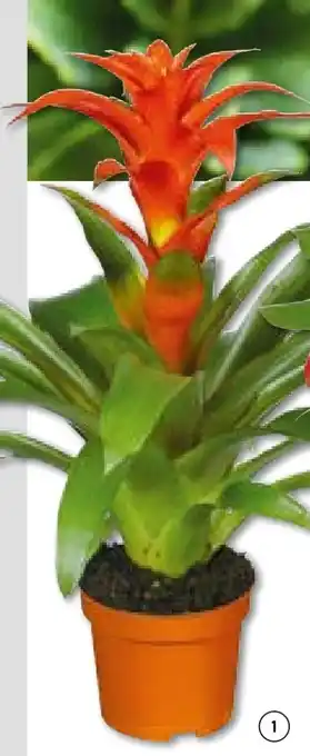 Hellweg Bromelien-Mix Angebot