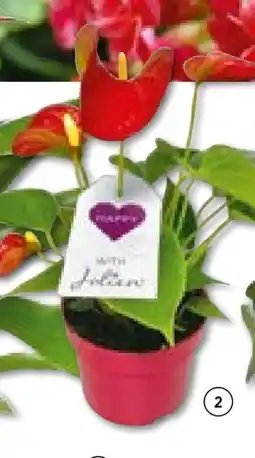 Hellweg Flamingoblume Anthurium Angebot