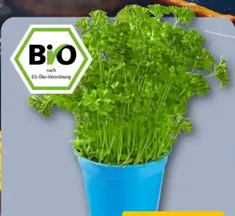 REWE Rewe Bio Petersilie glatt & kraus Angebot