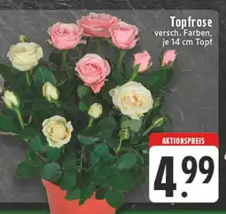 E-Center Topfrose Angebot