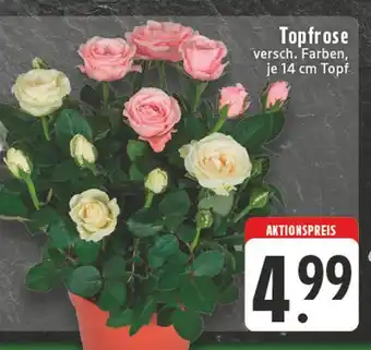 E-Center Topfrose Angebot