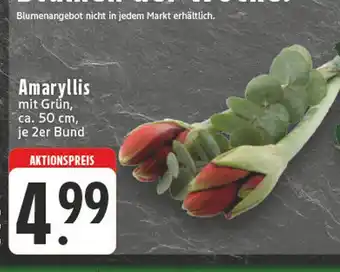 E-Center Amaryllis Angebot