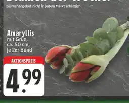 Edeka Amaryllis Angebot