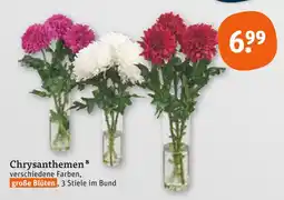 tegut Chrysanthemen Angebot