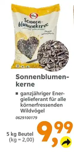 Globus Baumarkt Sonnenblumenkerne Angebot