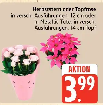Marktkauf Herbststern Angebot