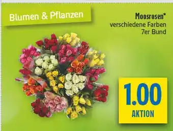 diska Moosrosen Angebot