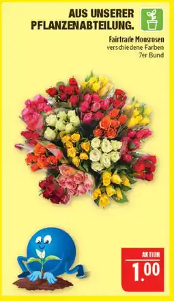 Marktkauf Fairtrade moosrosen Angebot