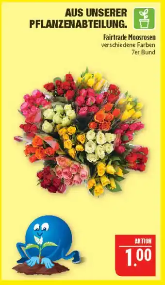 Marktkauf Fairtrade moosrosen Angebot