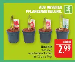Marktkauf Amaryllis Angebot