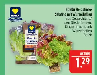Marktkauf Edeka herzstücke salatrio mit wurzelballen Angebot