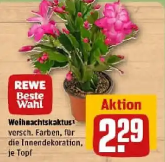 REWE Weihnachtskaktus Angebot