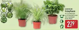 Aldi Nord GARDENLINE Grünpflanze Angebot