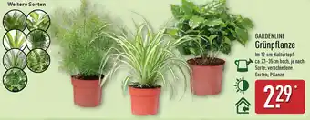 Aldi Nord GARDENLINE Grünpflanze Angebot