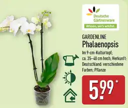 Aldi Nord GARDENLINE Phalaenopsis Angebot