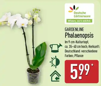 Aldi Nord GARDENLINE Phalaenopsis Angebot