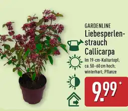 Aldi Nord GARDENLINE Liebesperlen- strauch Callicarpa Angebot