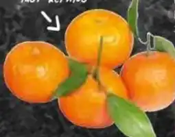 HIT Spanien Clementinen mit Blatt Angebot