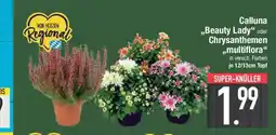 E-Center Calluna ,,Beauty Lady" oder Chrysanthemen Angebot