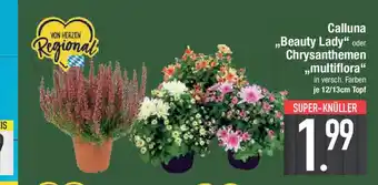 E-Center Calluna ,,Beauty Lady" oder Chrysanthemen Angebot