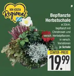 E-Center Bepflanzte Herbstschale Angebot