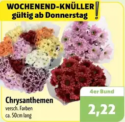 Aktiv Irma Chrysanthemen Angebot