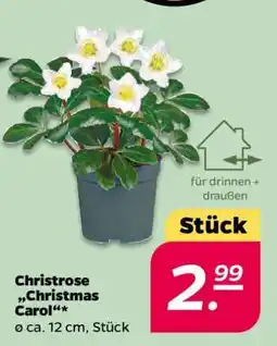 NETTO Christrose 'Christmas Carol' Angebot