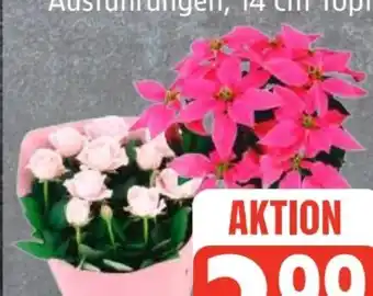 Edeka Frischemarkt Herbststern Angebot