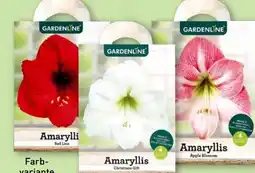 Aldi Nord Gardenline Amaryllis Angebot