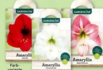 Aldi Nord Gardenline Amaryllis Angebot