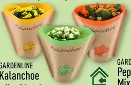Aldi Nord Gardenline Kalanchoe Angebot