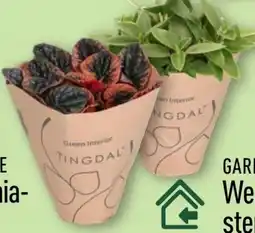 Aldi Nord Gardenline Peperomia-Mix Angebot