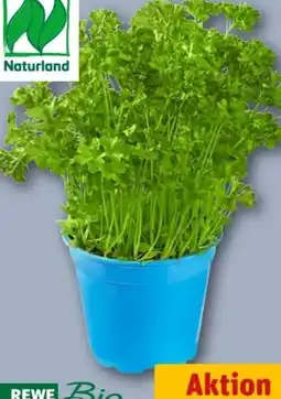 REWE Center Rewe Bio Petersilie in Topf Angebot