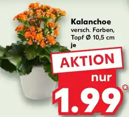 Kaufland Kalanchoe Angebot