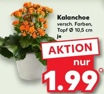 Kaufland Kalanchoe Angebot