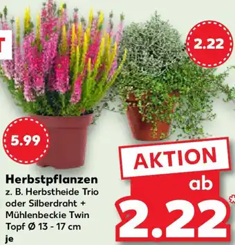 Kaufland Herbstpflanzen Angebot