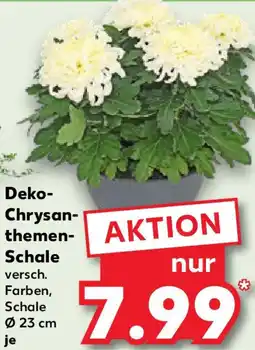 Kaufland Deko Chrysanthemen Schale Angebot