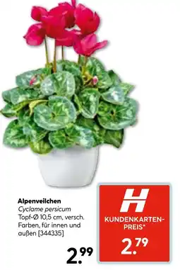 Hellweg Alpenveilchen Angebot