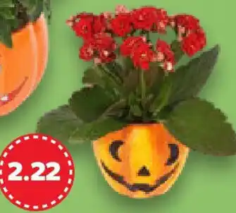 Kaufland Halloween Pflanzen Angebot
