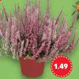 Kaufland Calluna Angebot