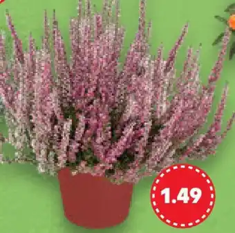 Kaufland Calluna Angebot
