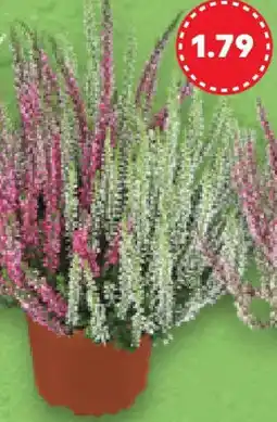 Kaufland Calluna Angebot