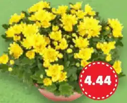 Kaufland Chrysanthemen XL Angebot