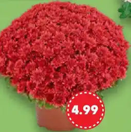 Kaufland Chrysanthemen XL Angebot