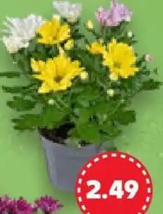 Kaufland Chrysanthemen Angebot