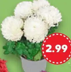 Kaufland Chrysanthemen Angebot