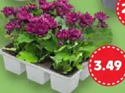 Kaufland Chrysanthemen Angebot