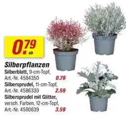 toom Baumarkt Silberpflanzen Angebot
