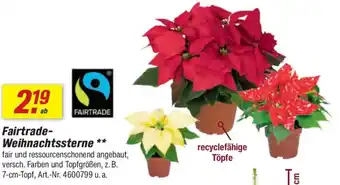 toom Baumarkt Fairtrade- Weihnachtssterne Angebot