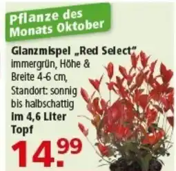 Multi Markt Glanzmispel „Red Select" Angebot